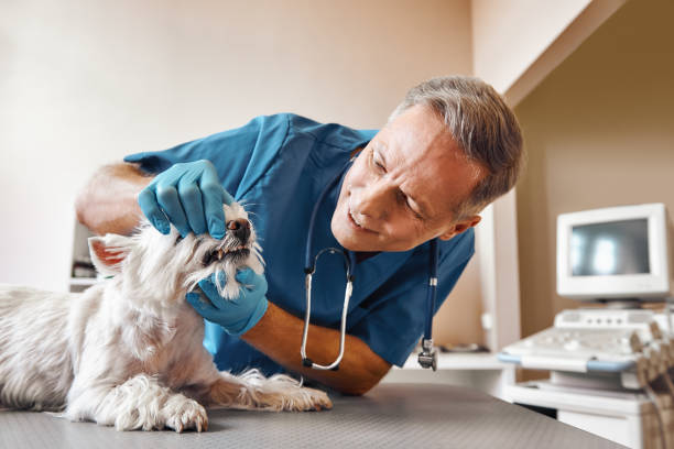 Best Broken or Cracked Tooth Emergency Dentist in Saco, ME